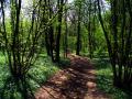gal/holiday/Warnham Woods Springtime Walk 2006/_thb_A06_Springtime_Walk_IMG_0408.JPG